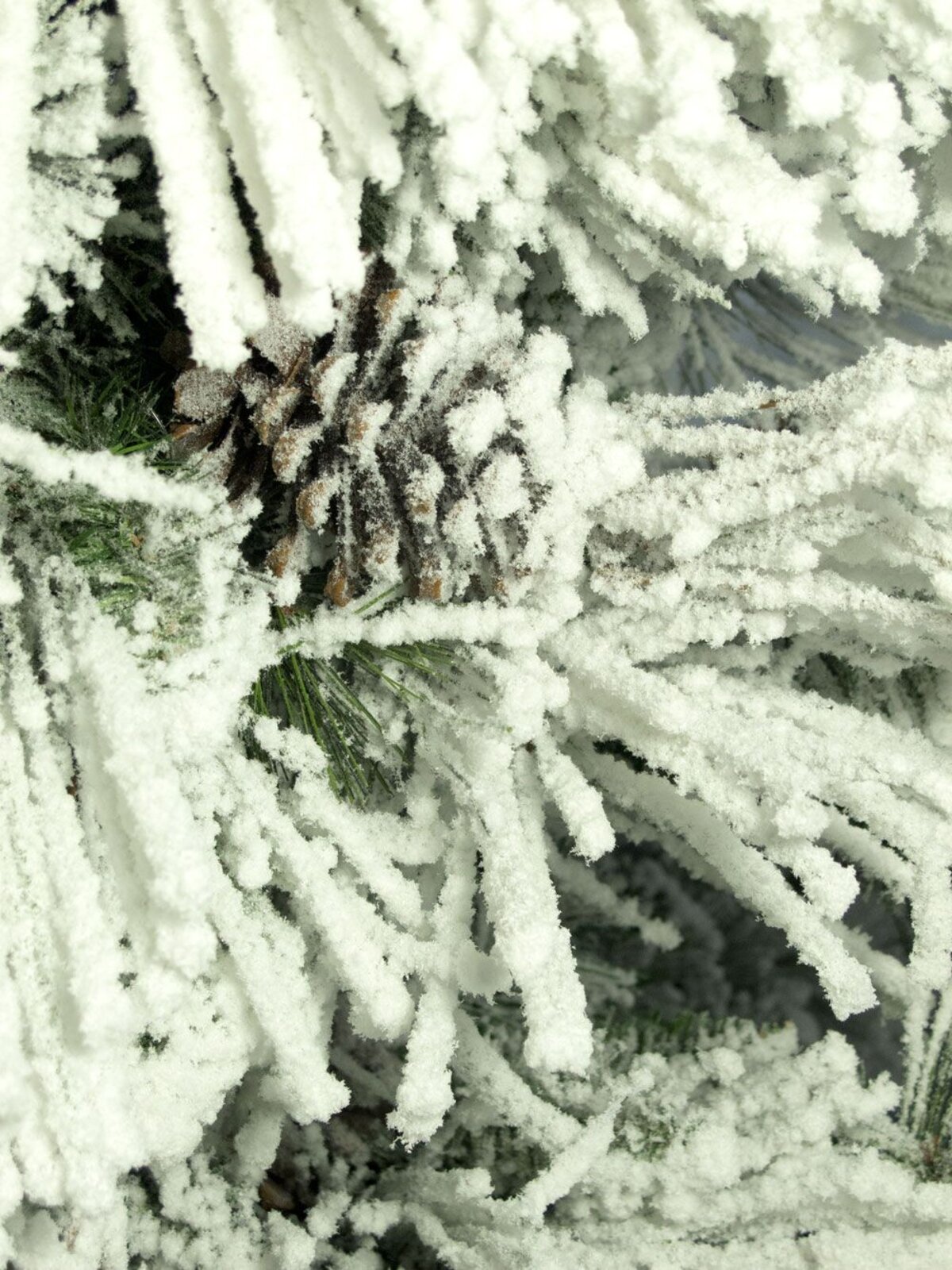 Heavily Flocked Alpine Christmas Tree With Pine Cones - 1.8m — image 2