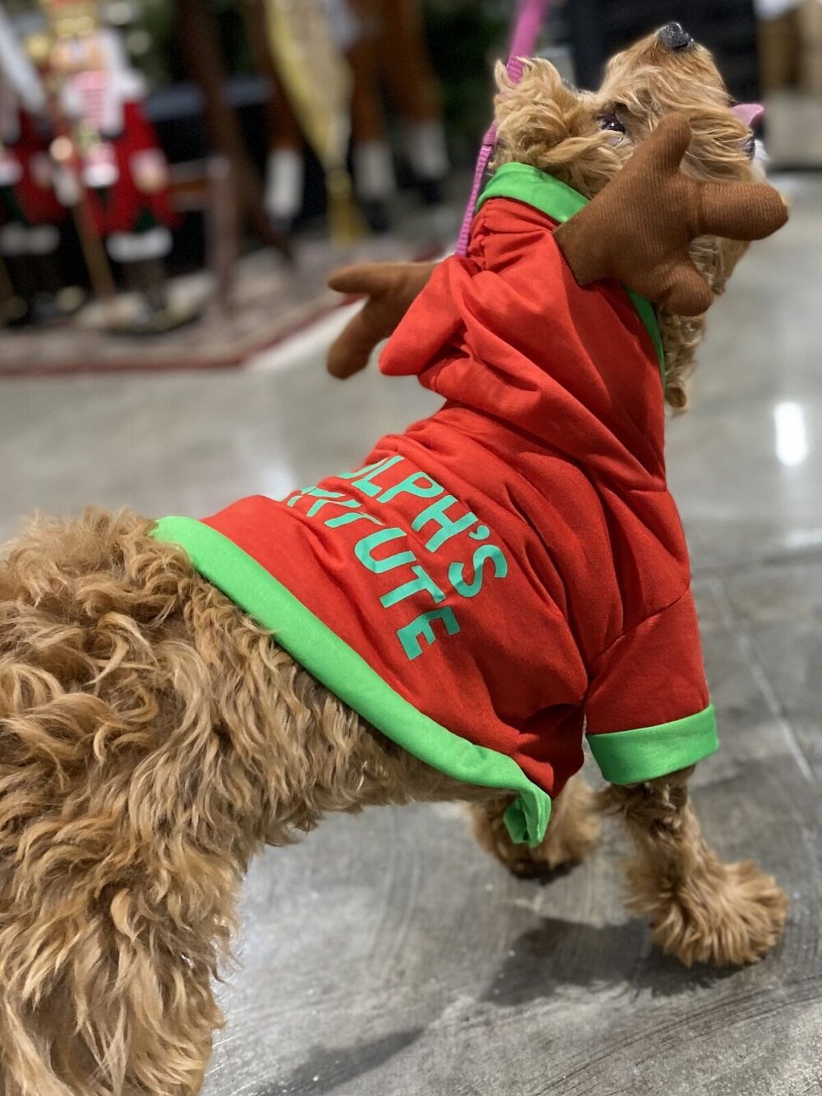 Rudolph's Substitute Small Pet Reindeer Hooded Jacket With Antlers — image 5