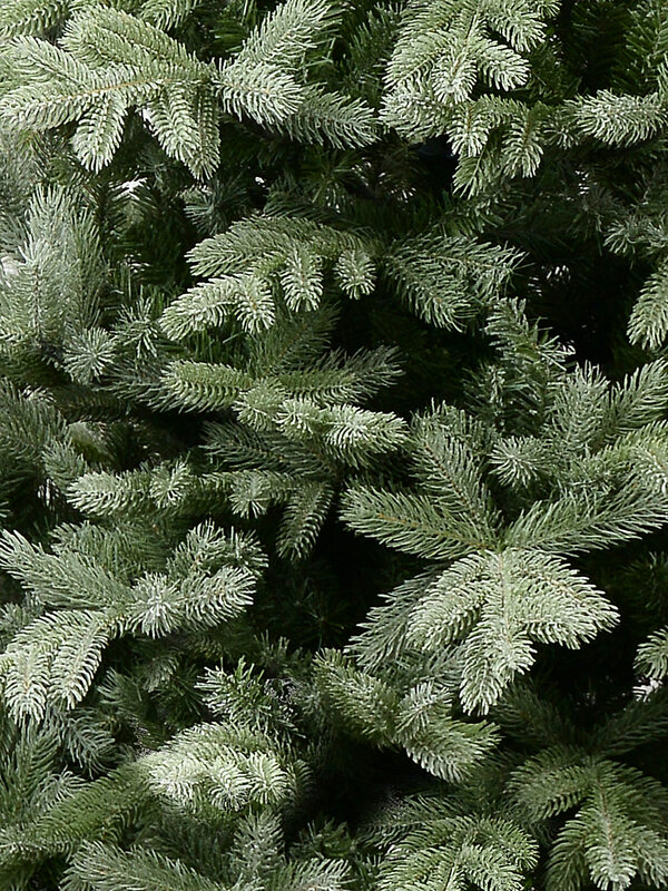 2.3m Alpine Mist Richmond River Spruce Christmas Tree | 1822 Awl Shape Tips — image 5