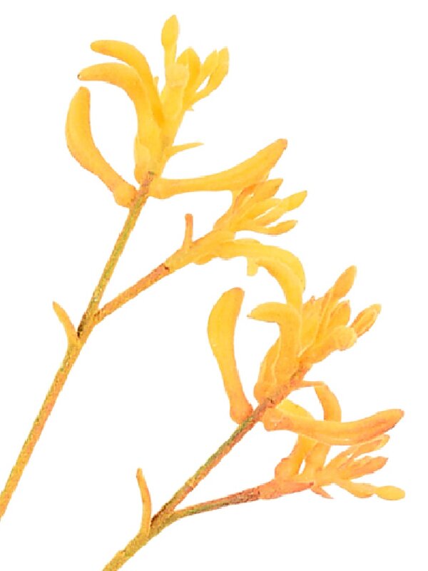 Kangaroo Paws Amber Velvet Anigozanthos Long Christmas Stem | 76cm — image 4