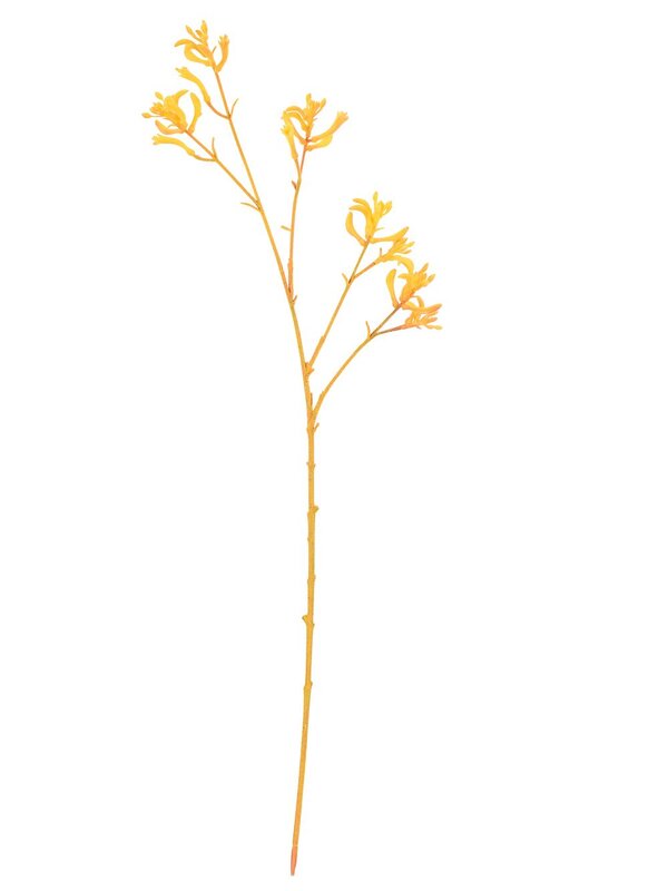 Kangaroo Paws Amber Velvet Anigozanthos Long Christmas Stem | 76cm — image 3
