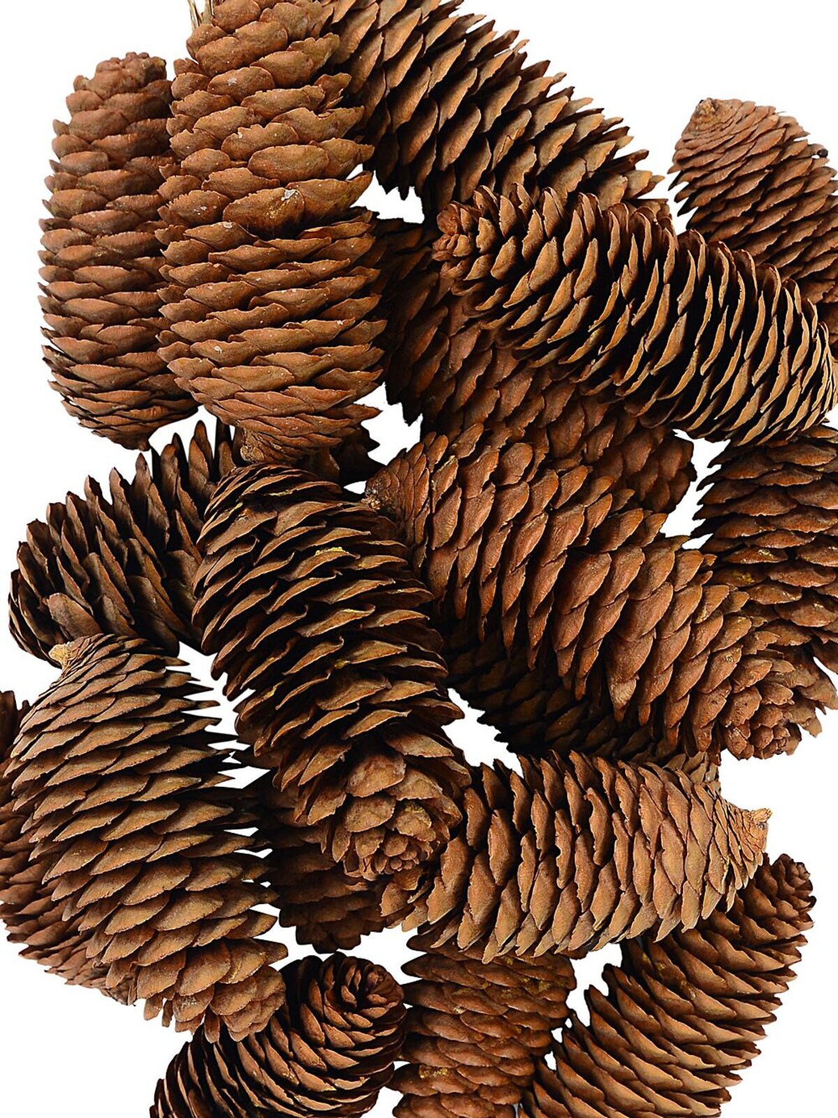 Natural Raw Siberian Spruce Pinecones | 150g